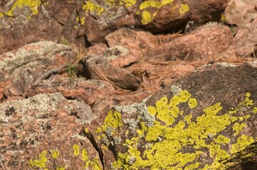 Yellowish lichen cover large boulders on the top of a mountain.
