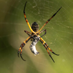 Araña Tigre atrapando a su presa, humedal Arica