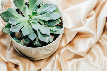 Succulent plant in a pot on a background of shiny fabric pattern in the shape of a rose.