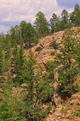 Fototapeta premium Pine trees grow from the edge of a rock cliff on a warm summers day in New Mexico