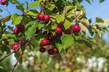 Bright red apples on a decorative apple tree in the park, selective focus.