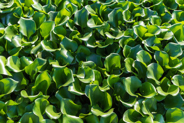 Green leaves of Eichhornia crassipes on the lake, background.