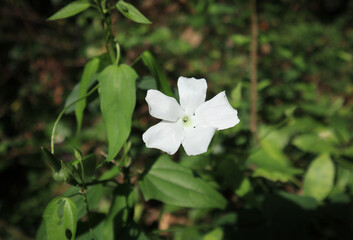 Close up of a white flower bloomed on the wild vine exposed to direct sunlight