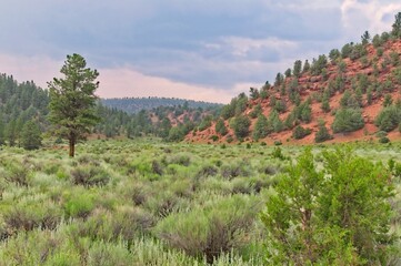 Dark clouds blanket the sky over a  New Mexico valley surrounded by pine trees.