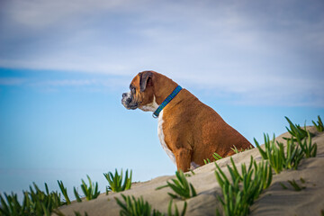 Delightful dog portraits