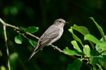 Spotted flycatcher // Grauschn&auml;pper (Muscicapa striata) 