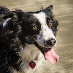 Delightful dog portraits