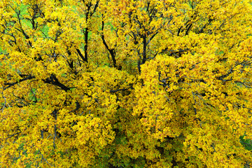 Yellow oak tree in autumn time