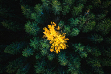 Panele Szklane  Żółte drzewo w zielonym lesie