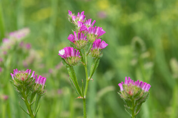 Macro shot of wavyleaf sea lavender (limonium sinuatum) flowers in bloom