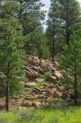 Pine trees surround a pile of boulders in a New Mexico meadow.