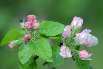 Awakening of nature. Branch of a blossoming fruit tree with beautiful pink flower buds on green background.