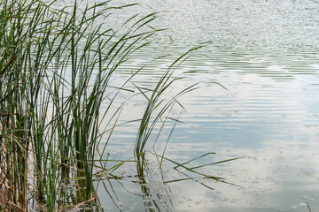 reeds in the water