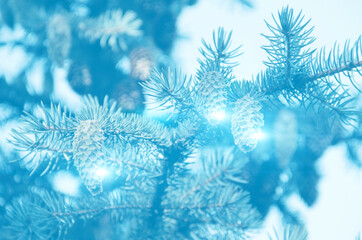 Winter beauty. A fir tree branch with three cones on light blue blurred background. Selective focus.