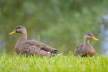 duck and ducklings
