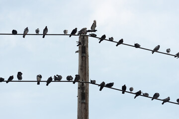 pigeons perched on power lines