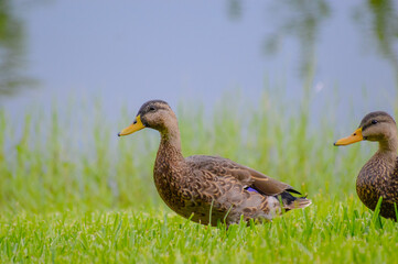 ducks in the grass