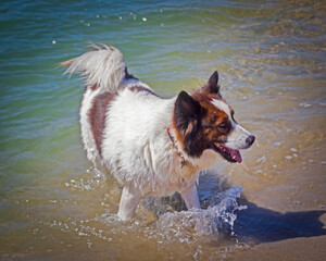 Delightful dog having fun at the beach