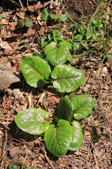 ツヤツヤと光沢のある若い葉