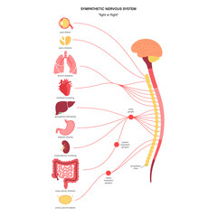 Fototapeta na wymiar Symphathetic nervous system