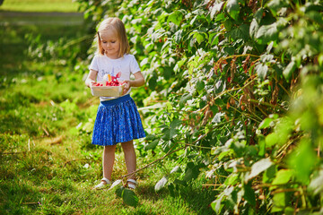 Adorable girl in straw hat picking fresh organic raspberries on farm