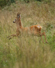 deer in the forest