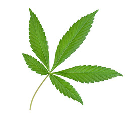 one cannabis leaf a isolated white background