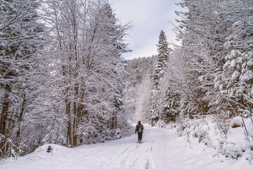 Winter landscape - view of the snowy road with a walking hiker in the winter mountain forest after snowfall