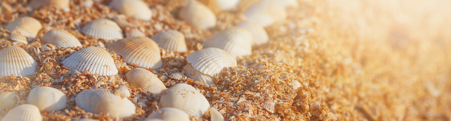 Summer background - seashells on the sand on the shore of the sea beach. Horizontal banner with copy space for text