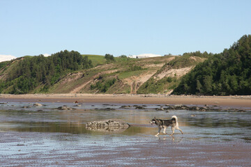 A dog on the seashore at low tide. There is a place for inserts.