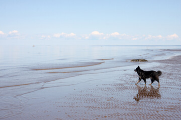 A dog on the seashore at low tide. There is a place for inserts.