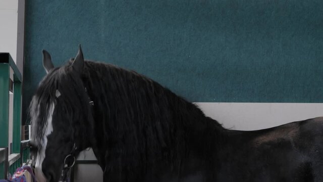 Portrait of black horse eating hay at agricultural animal exhibition, cattle trade show - Vladimir heavy draft breed. Farming, feeding, agriculture industry and animal husbandry concept