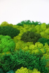 green decorative stabilized moss of various shades for interior decoration