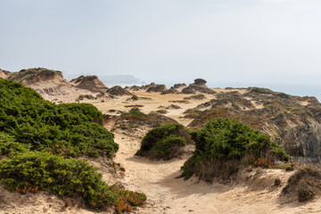 dune bush in the coast