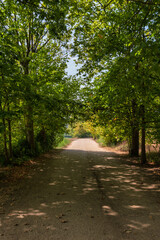 dirt road with trees on the sides