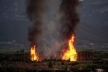Fototapeta na wymiar Forest fire in a palm grove with big flames