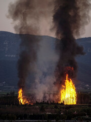 Forest fire in a palm grove with big flames