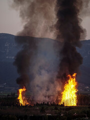 Forest fire in a palm grove with big flames