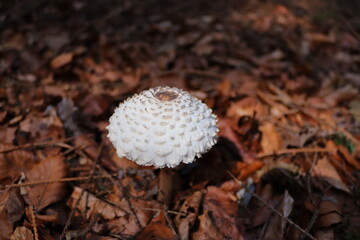 mushroom in the forest