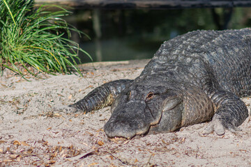 alligator in the swamp