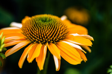 Golden Coneflower
