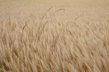 Field of wheat in wind