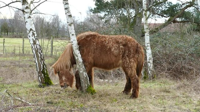 Pferd mit Pferd mit  Equinem Cushing Syndrom, ECS kratz sich an einem Baumstamm