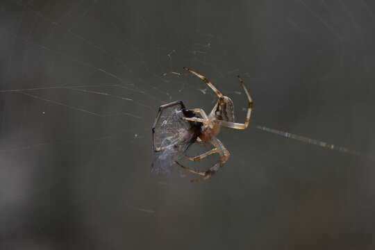 Western Spotted Orb Weaver spider and prey in the web Antelope Island, Utah