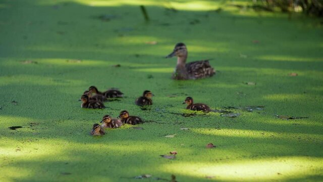 Mom is a duck with very little ducklings on a small pond.