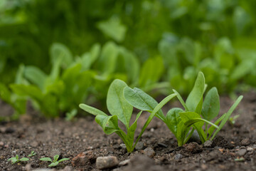 Selective focus at young greens cos spinach on foreground are growing in organic nursery plot