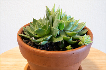 Succulent plant in a terracotta pot with a white background on a wooden platform shot with focus stacking to be all in focus.