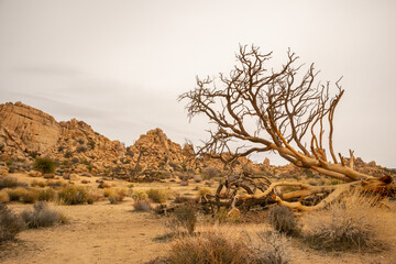 dramatic dry landscape at desert