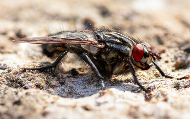 macro detail fly on a wall