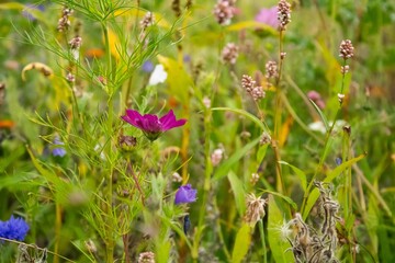 flowers in the meadow